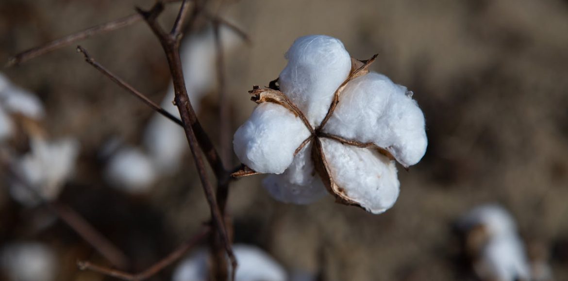 pexels-mark-stebnicki-2804694