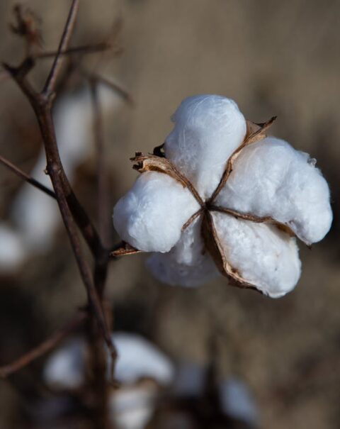 pexels-mark-stebnicki-2804694