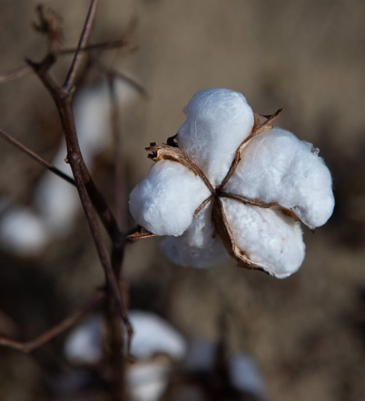 pexels-mark-stebnicki-2804694